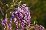 Japanese wisteria